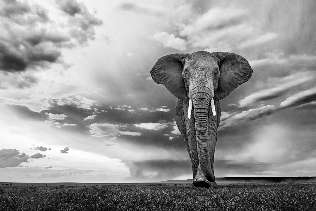 Elephant_Dream__Le_temps_suspendu.jpg
