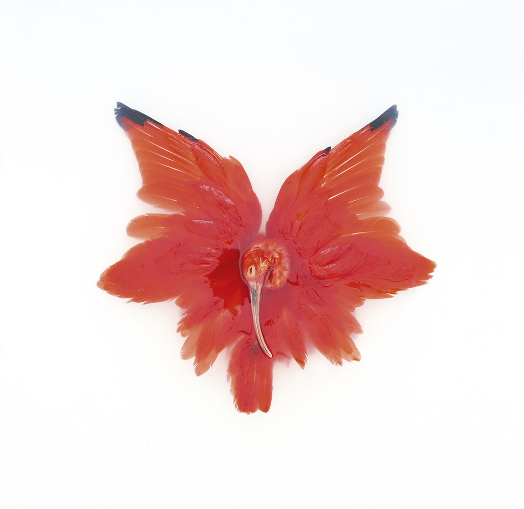 Scarlet Ibis, 2016 © Sinke and van Tongeren, Courtesy Kahmann Gallery
