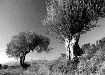 © Daniel Guilhaume