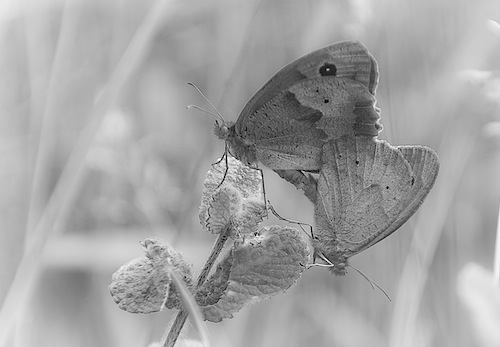 © Martine Baurand, Papillons
