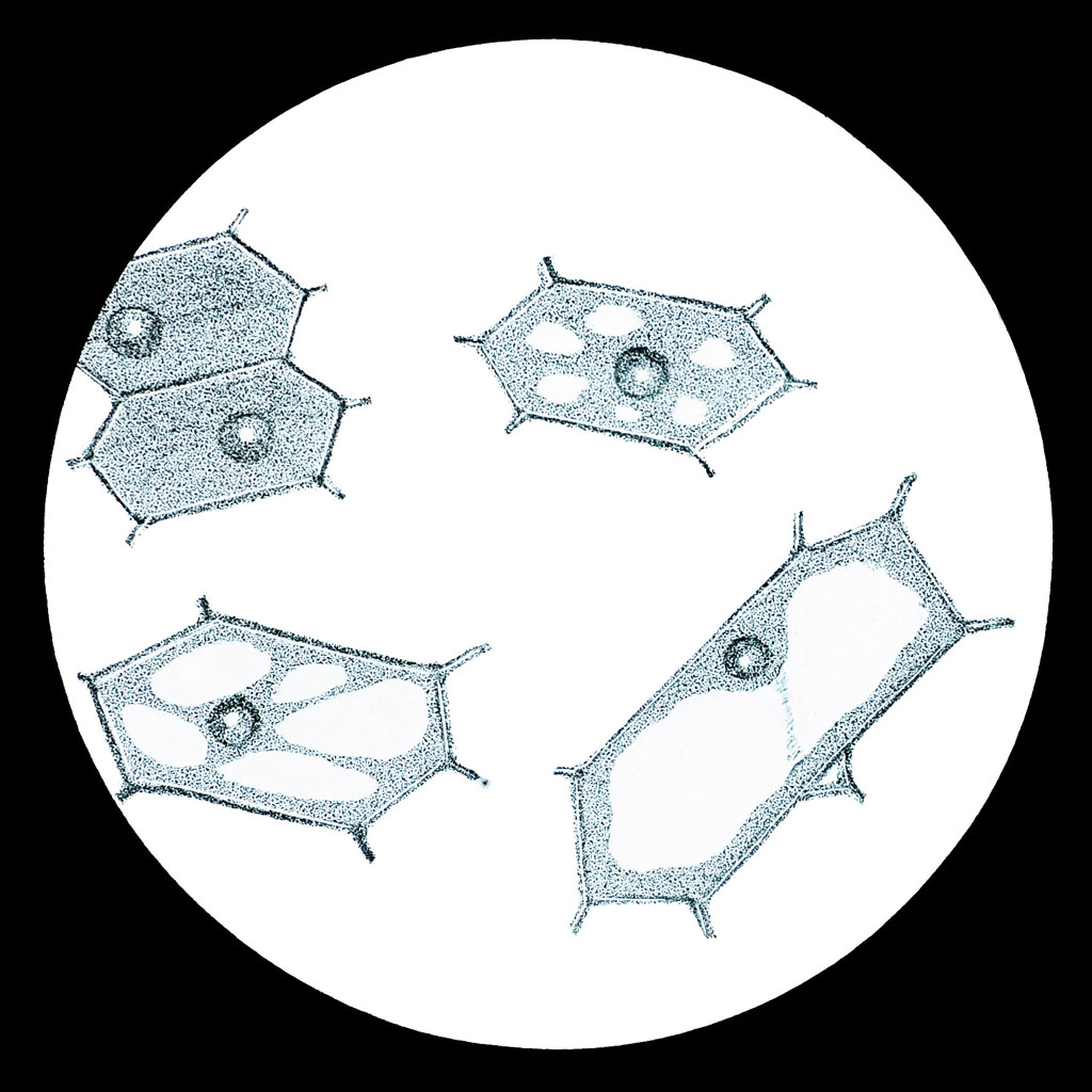 Cellule végétale