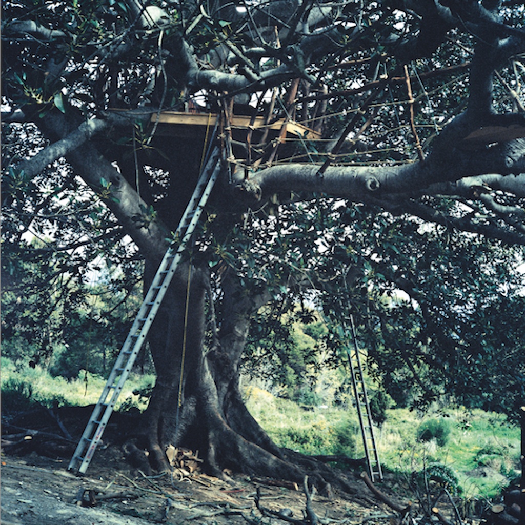 © Yto Barrada, Radeau dans figuier étrangleur (Ficus Macrophylla) (Raft in Strangler Figtree), 2005, 150 x 150 cm