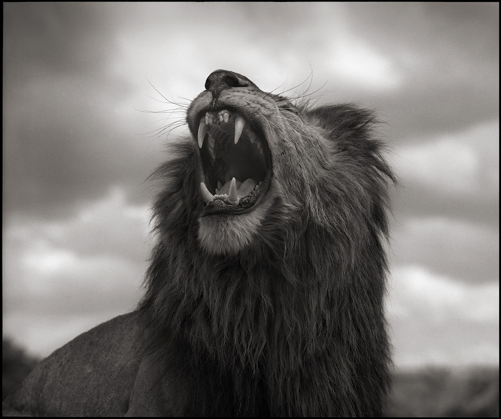 © Nick Brandt