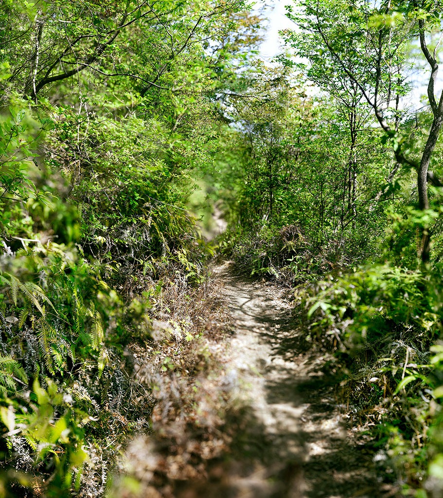 Naruki Oshima, haptic green - in Mt. Ogura, 2013 © Naruki Oshima et NextLevel Galerie.