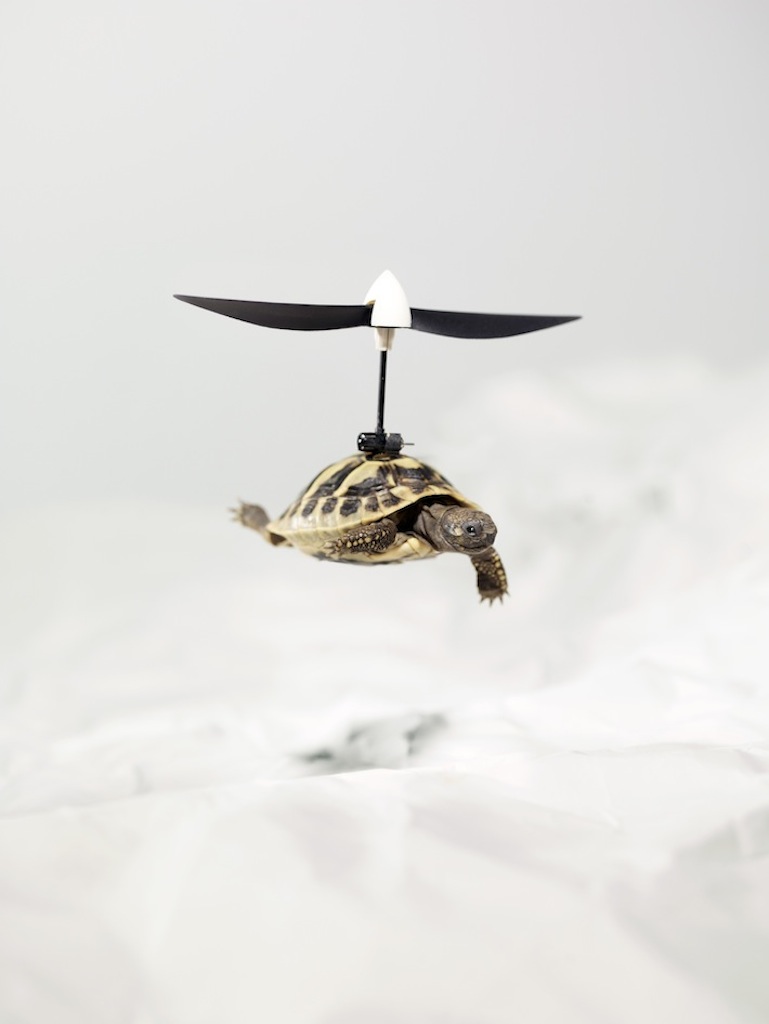 Alphonse la tortue
© Emmanuel Pierrot