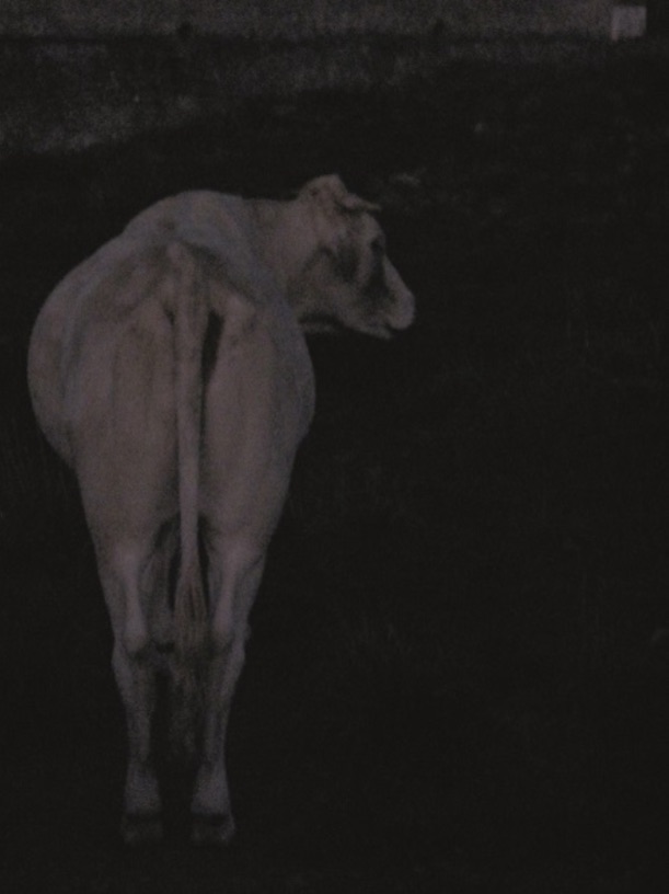 La vache © Patrick Hourcade