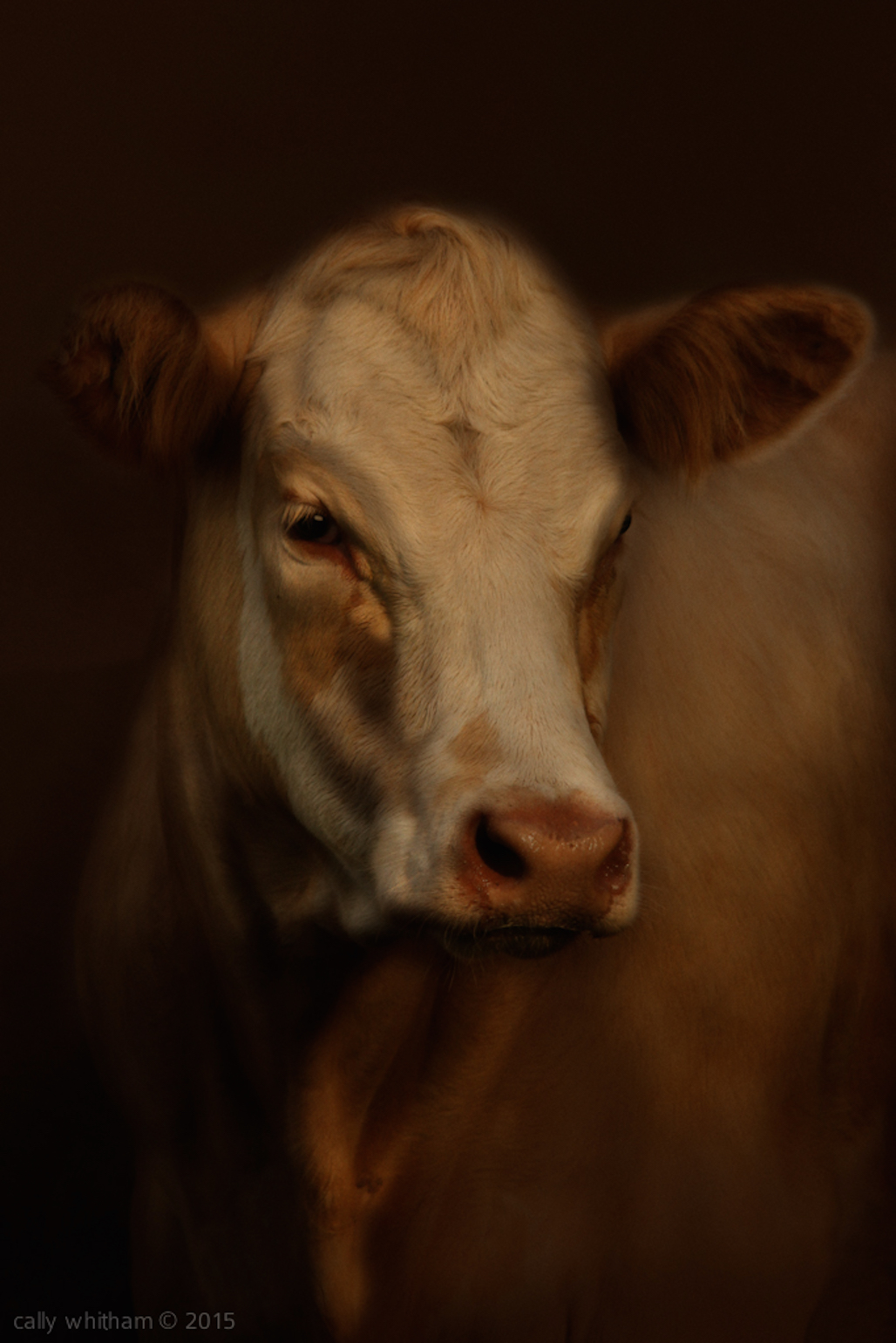 © Cally Whitham