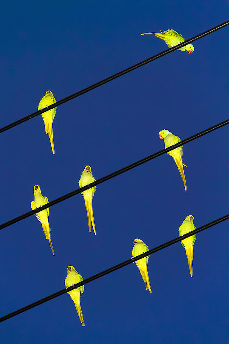 Yoshinori MIZUTANI (1987, Japan)
Tokyo Parrots 023, 2013