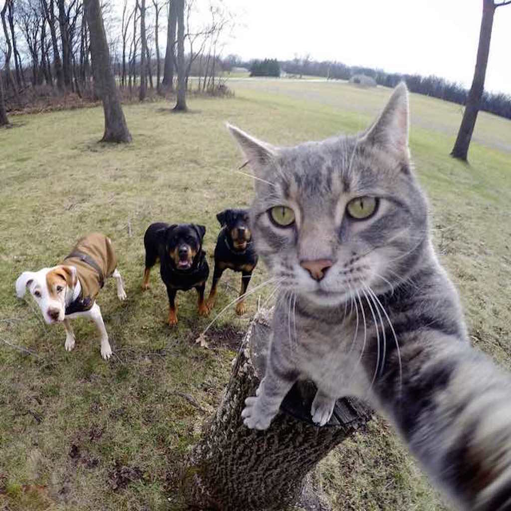 Manny the Selfie Cat © @yoremahm