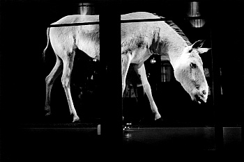 Hyytiäinen Arja Katariina 