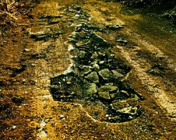 Riestelhueber Sophie 