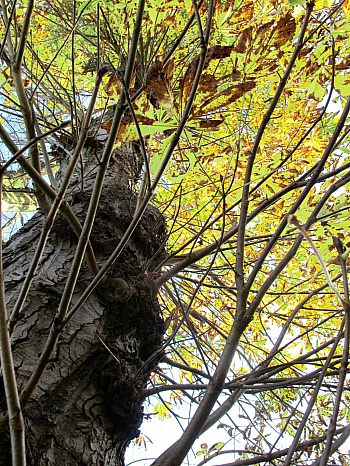 ARBEFEUILLE ANNEMARIE 