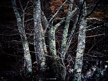 Bréchemier Christine 