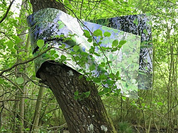 ARBEFEUILLE ANNEMARIE 