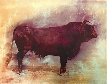 Dufournet Géraldine