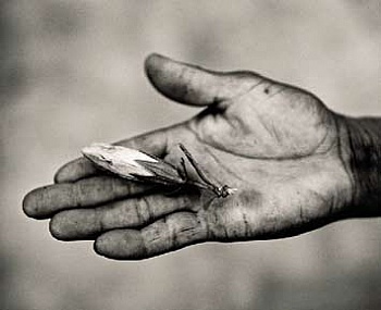 Steichen Edward Jules 