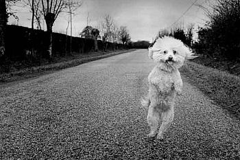 Eeckhoudt Michel Vanden 