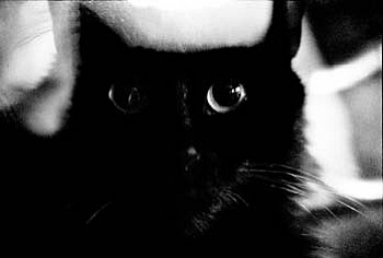 Spricigo Jean-François 