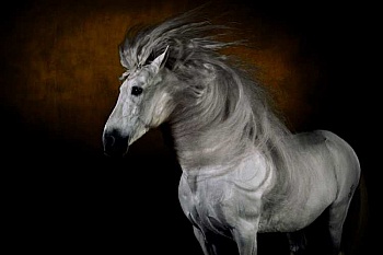 Arthus-Bertrand Yann 