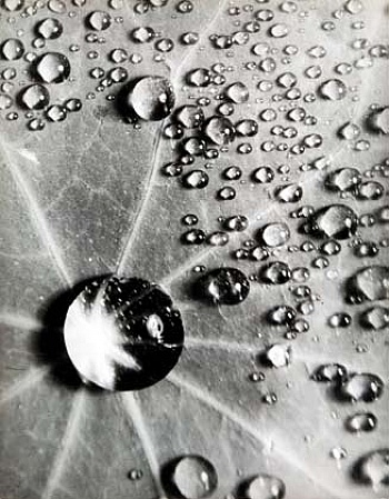 Brassaï Gyula Halász 