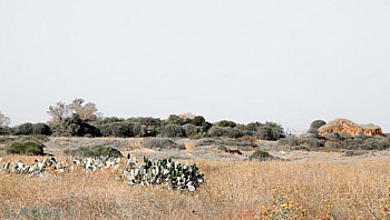Mareschal Laurent