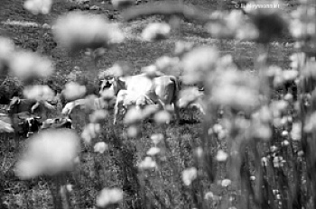 Meyssonnier  Jean-Luc 