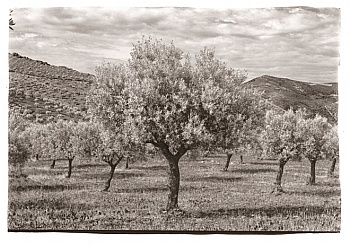 Ferreira José Miguel 