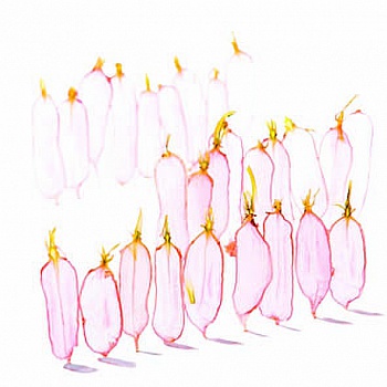 Couderc Pierre-François 