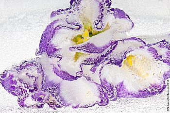 Roux Dit Buisson Nicolas  