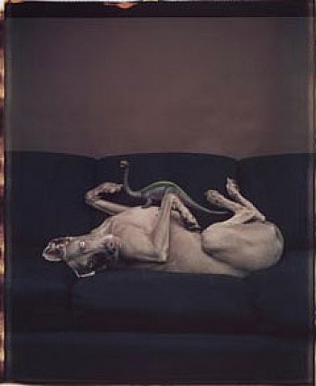 Rauschenberg Robert