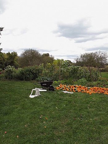 Haber Fifield  Sandi  