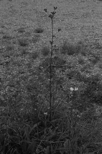 Arnaud Pierre-Olivier 