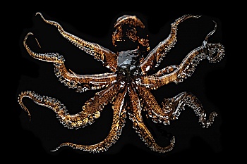 De l'Ecotais Mathilde 