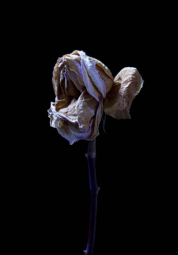 Van de Puttelaar Carla 