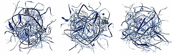 Crispini Nicolas