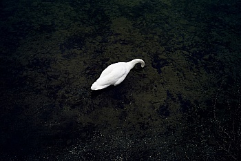 Dos Santos Orlando P.