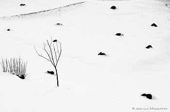 Meyssonnier  Jean-Luc 