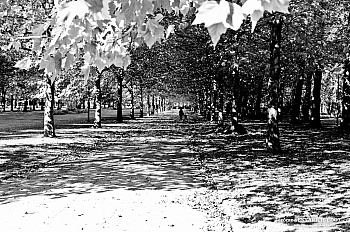 Senyarich-edot Jerome 