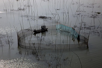 Arthus-Bertrand Yann 