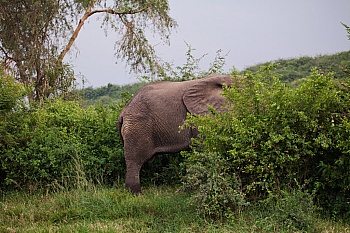 Hallberg-Campbell Johan 
