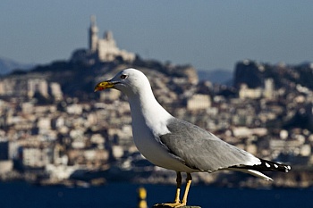 Mouren-provensal François 