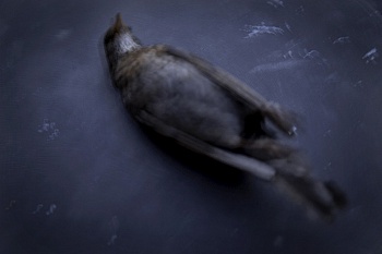 Costenoble Anne-Sophie 