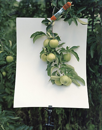 Monakhov Stockton Yola 