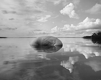 Minkkinen Arno Rafael 