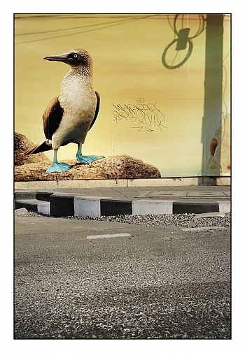 Faure Jean-Sébastien 