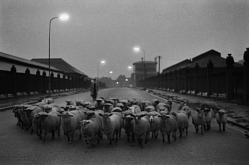 McCullin Don