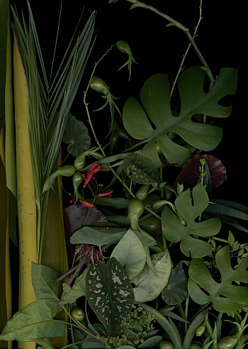 Simons Luzia