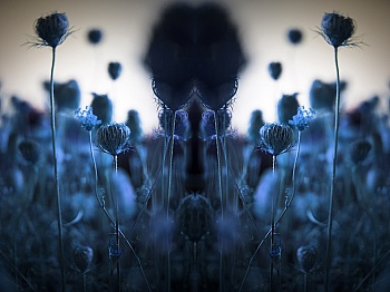 Alahiane-lechevalier Nour 