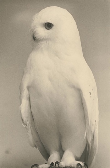 Masao Yamamoto