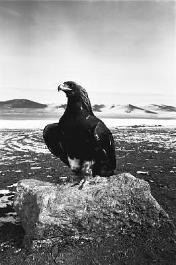 Sardar-Afkhami Hamid 